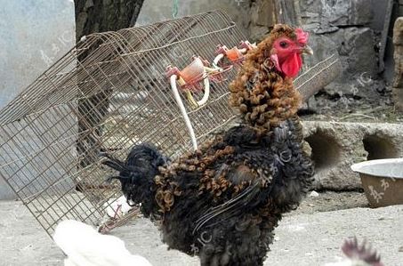 Rooster has curly feathers that bend like curls 4