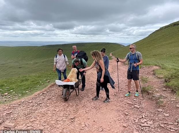 The man transported his dying dog up his favorite mountain for the last time using a wheelbarrow 2