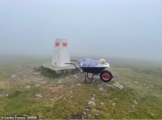 The man transported his dying dog up his favorite mountain for the last time using a wheelbarrow 3