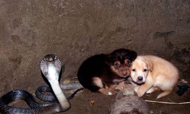 Two puppies fell into a lake with a cobra, and after 48 hours, rescuers were stunned 2