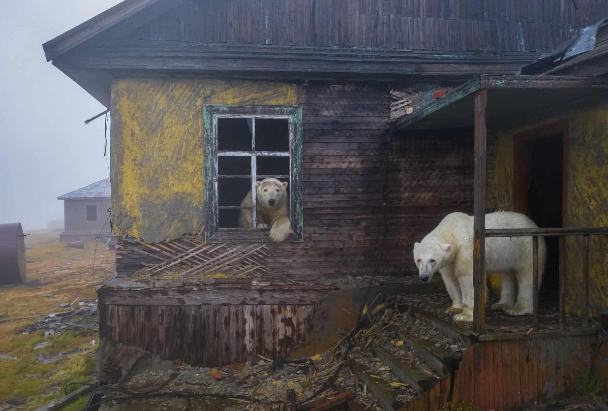 A photographer captures stunning photos of polar bears through the broken windows of an abandoned house 1