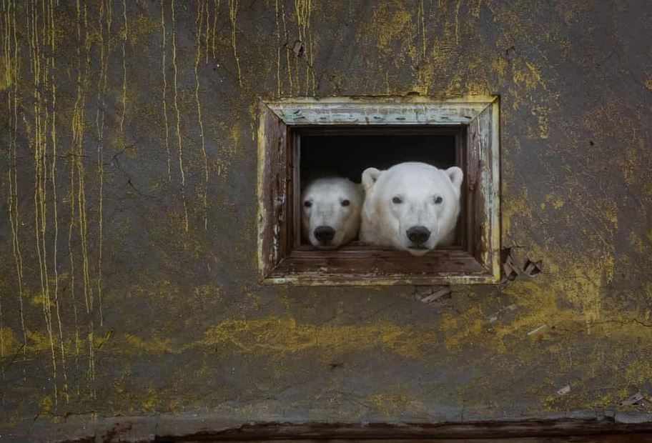 A photographer captures stunning photos of polar bears through the broken windows of an abandoned house 2