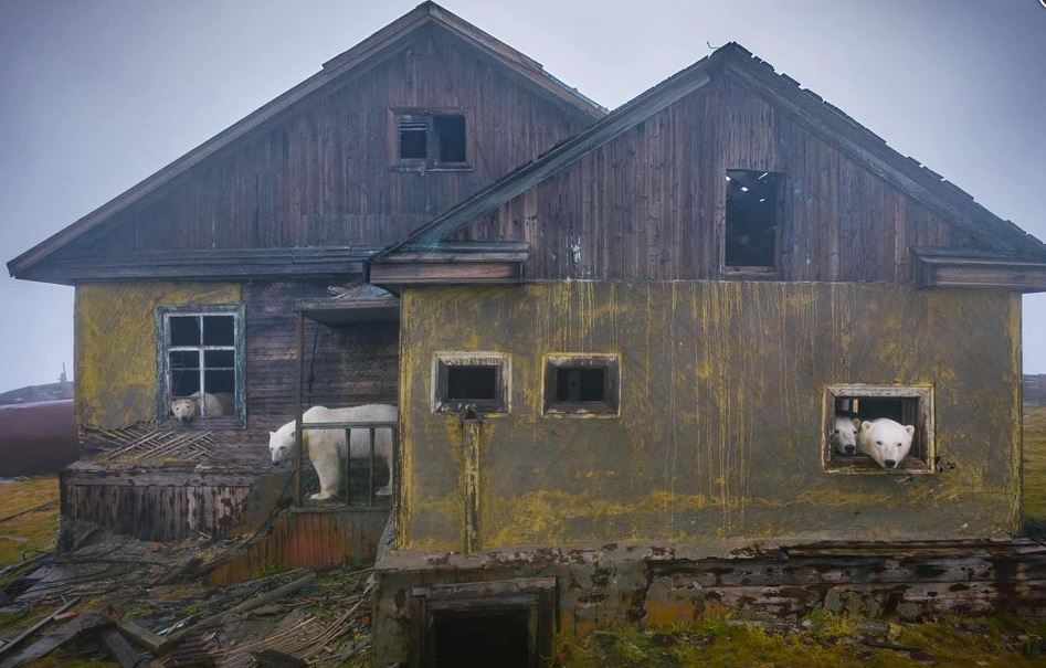 A photographer captures stunning photos of polar bears through the broken windows of an abandoned house 3