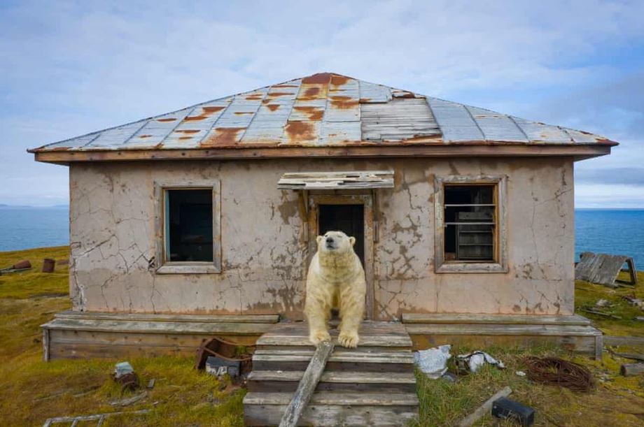 A photographer captures stunning photos of polar bears through the broken windows of an abandoned house 4