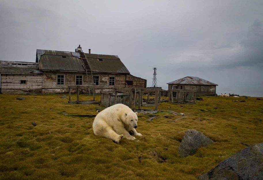 A photographer captures stunning photos of polar bears through the broken windows of an abandoned house 5