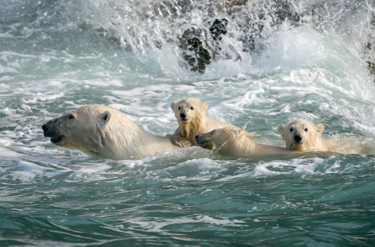 A photographer captures stunning photos of polar bears through the broken windows of an abandoned house 6