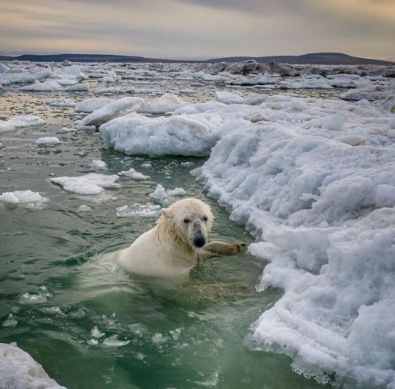 A photographer captures stunning photos of polar bears through the broken windows of an abandoned house 7