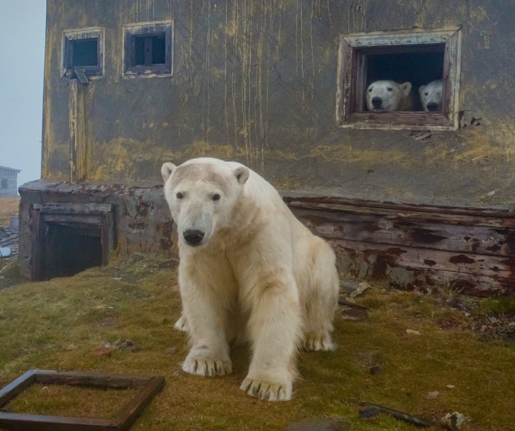 A photographer captures stunning photos of polar bears through the broken windows of an abandoned house 8