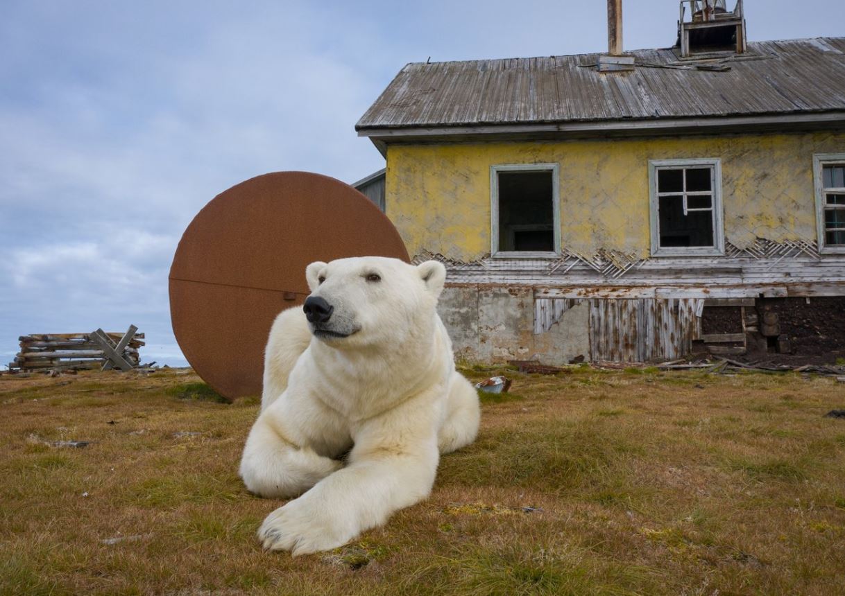 A photographer captures stunning photos of polar bears through the broken windows of an abandoned house 9