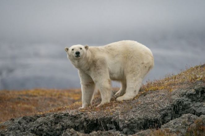 A photographer captures stunning photos of polar bears through the broken windows of an abandoned house 10