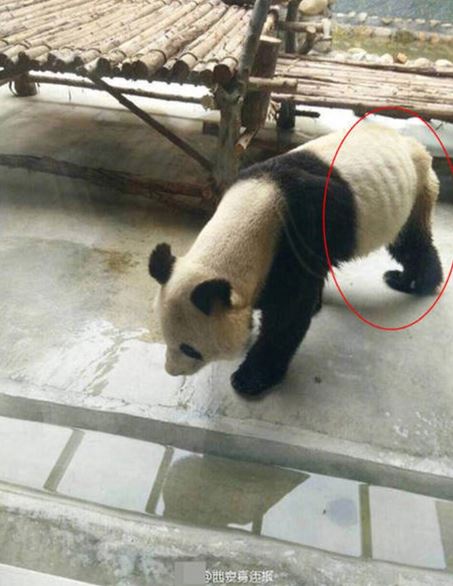 The skinny and boneless panda has angered Chinese public opinion, but the truth is not what people think 1