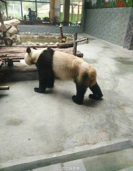 The skinny and boneless panda has angered Chinese public opinion, but the truth is not what people think 2