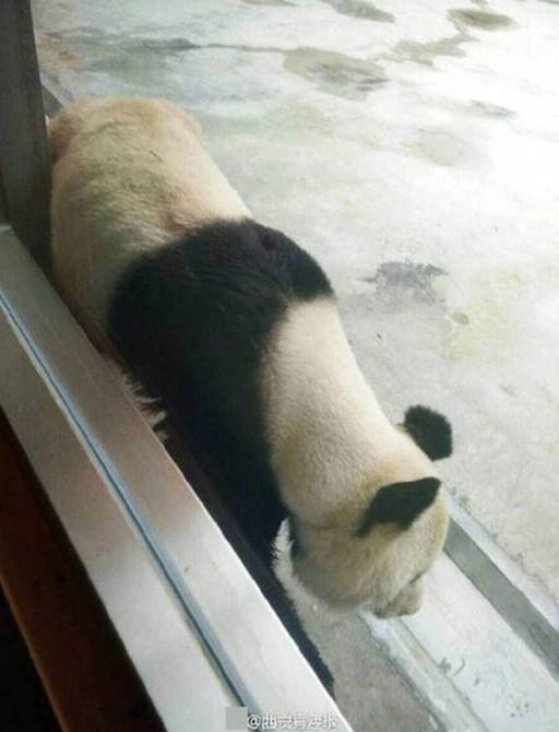 The skinny and boneless panda has angered Chinese public opinion, but the truth is not what people think 3