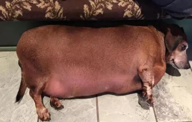 This dog became a star thanks to amazing weight loss 1