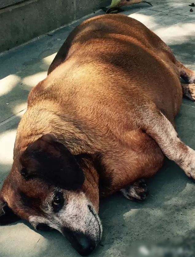 This dog became a star thanks to amazing weight loss 2
