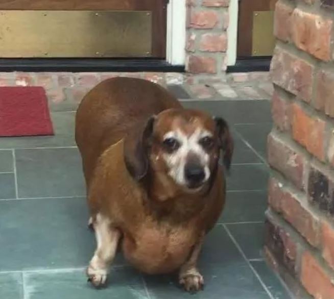 This dog became a star thanks to amazing weight loss 3