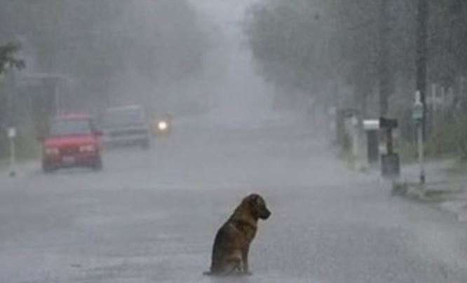 Anjing Xiao Huang selalu ada menunggu pemiliknya, terlepas dari hujan atau cerah.