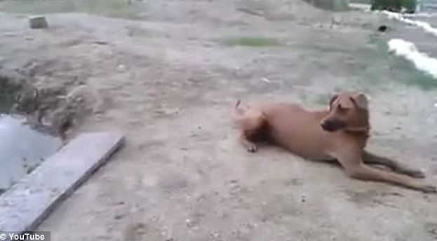 Man pretends to be drowning to 'test' his pet dog, and the pet's behavior surprises him! 2