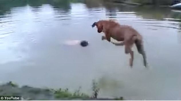 Man pretends to be drowning to 'test' his pet dog, and the pet's behavior surprises him! 3