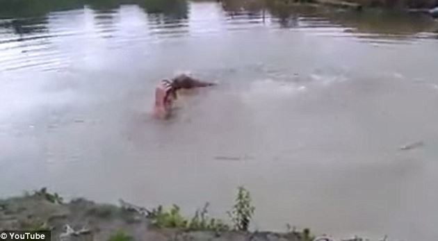 Man pretends to be drowning to 'test' his pet dog, and the pet's behavior surprises him! 4