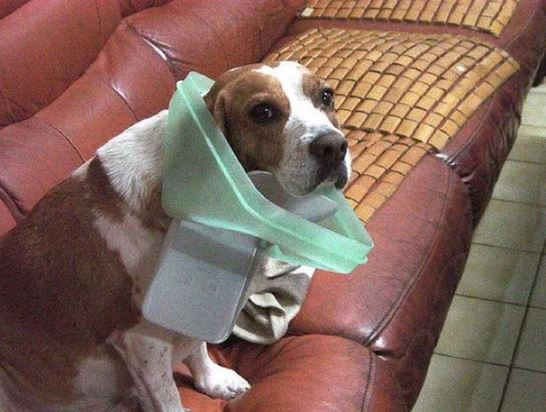 foto: internet