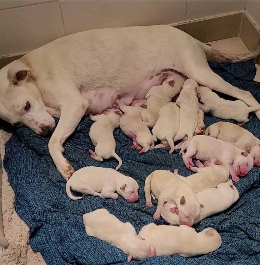 Abandoned dog mother 9 weeks pregnant gives birth to 14 pups cute baby 4