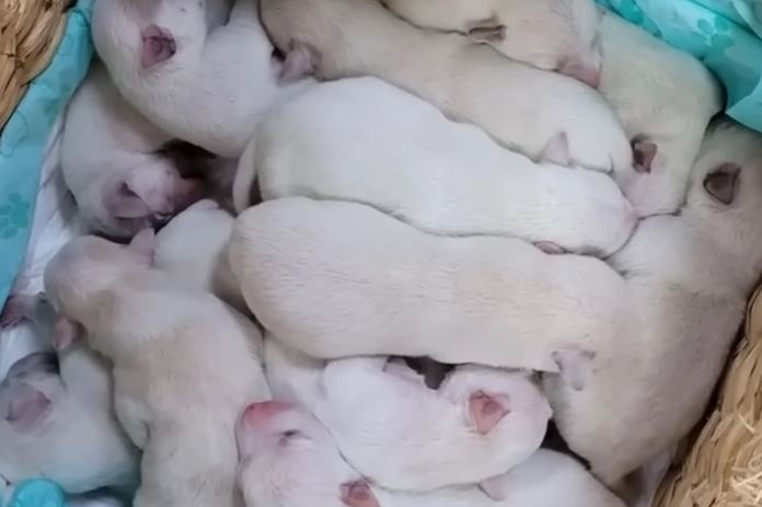 Abandoned dog mother 9 weeks pregnant gives birth to 14 pups cute baby 5