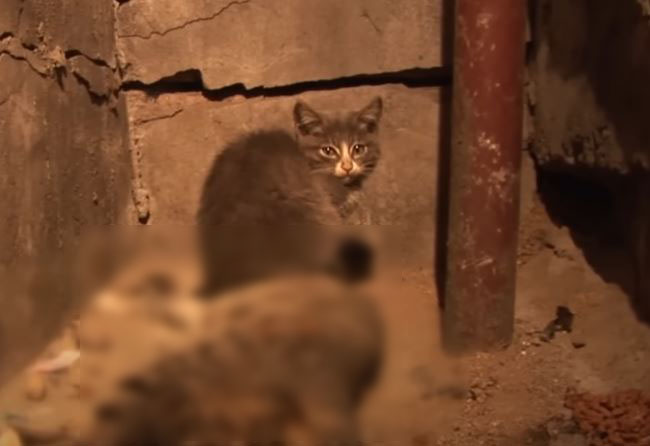 Heartbroken kitten takes care of mother cat day and night without knowing mother cat has passed away 4