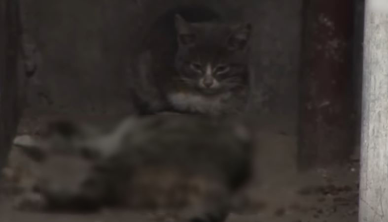 Heartbroken kitten takes care of mother cat day and night without knowing mother cat has passed away 2