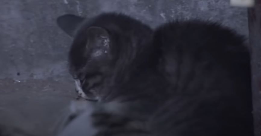 Heartbroken kitten takes care of mother cat day and night without knowing mother cat has passed away 5