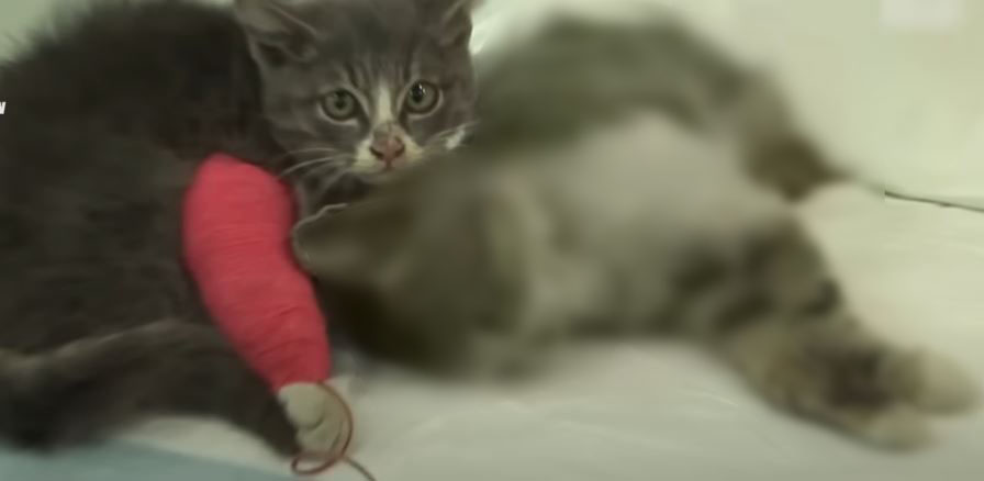 Heartbroken kitten takes care of mother cat day and night without knowing mother cat has passed away 11