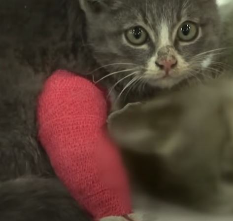 Heartbroken kitten takes care of mother cat day and night without knowing mother cat has passed away 12