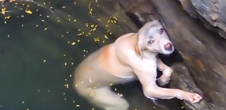 Rescue poor dog who fell into deep well in freezing weather 3