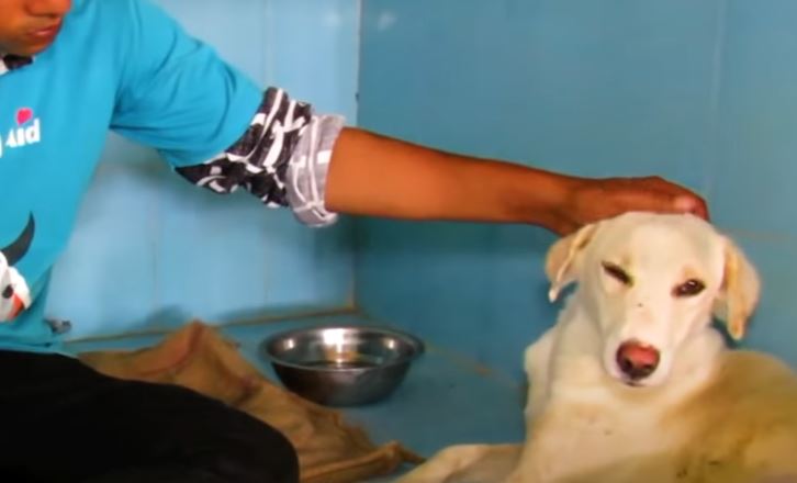 Rescue poor dog who fell into deep well in freezing weather 10