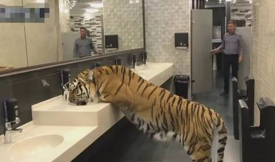 Man smiles, approaches tiger in toilet, exposes terrifying truth 1