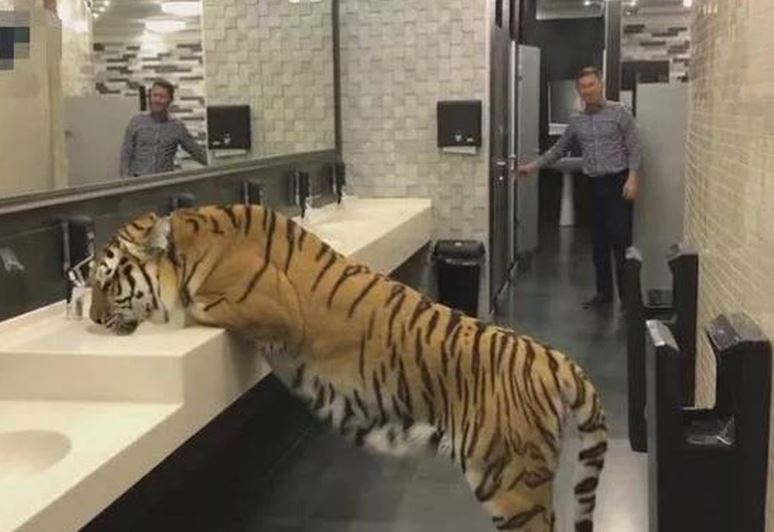 Man smiles, approaches tiger in toilet, exposes terrifying truth 2