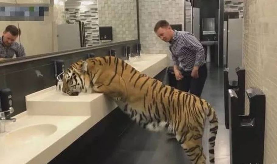 Man smiles, approaches tiger in toilet, exposes terrifying truth 3