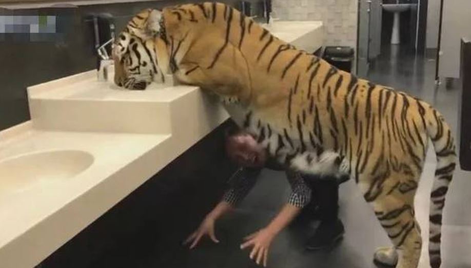 Man smiles, approaches tiger in toilet, exposes terrifying truth 4