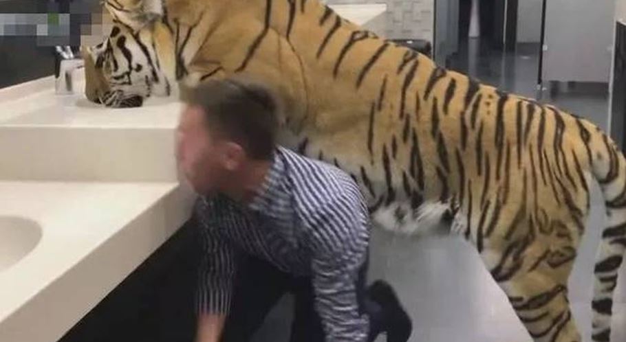 Man smiles, approaches tiger in toilet, exposes terrifying truth 5