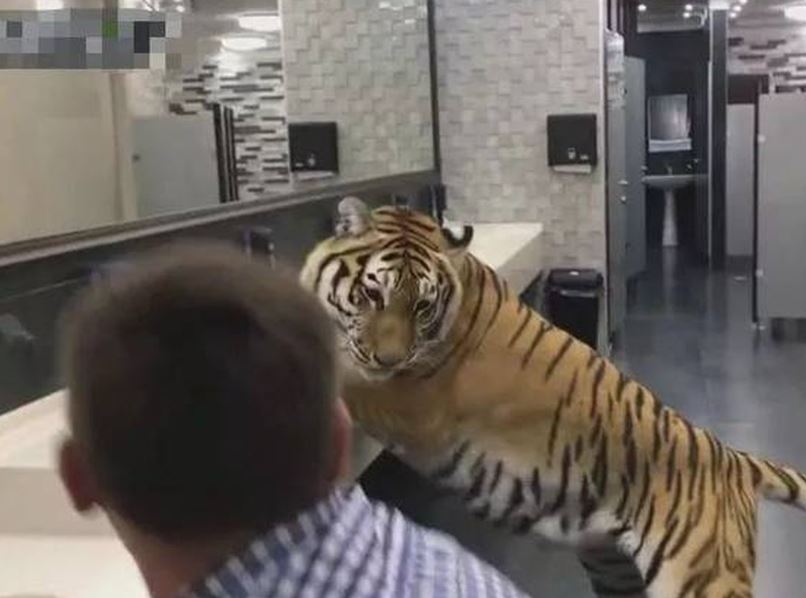 Man smiles, approaches tiger in toilet, exposes terrifying truth 6