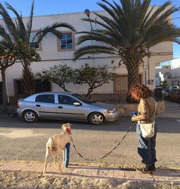 Mother dog with broken leg crawls 3km to find someone to take care of her puppies 2