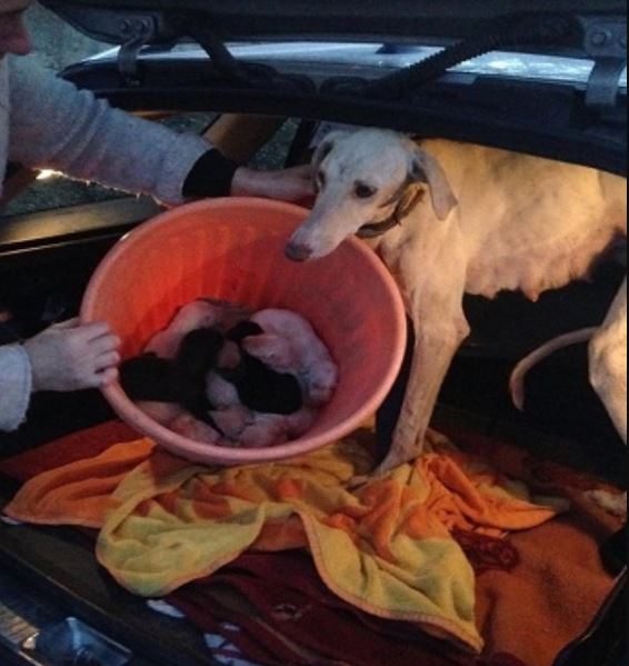 Mother dog with broken leg crawls 3km to find someone to take care of her puppies 4
