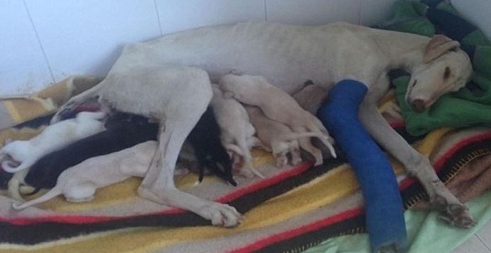 Mother dog with broken leg crawls 3km to find someone to take care of her puppies 1