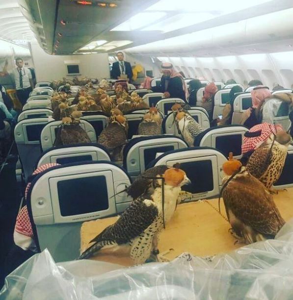 Saudi prince buys first class flight ticket for 80 falcons 1