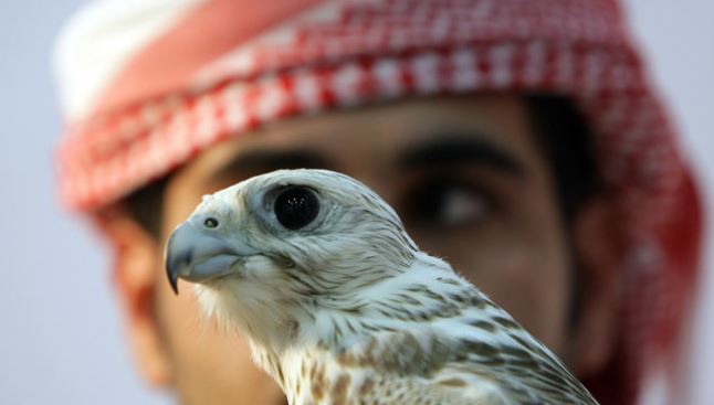 Saudi prince buys first class flight ticket for 80 falcons 2