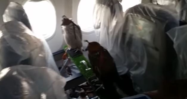 Saudi prince buys first class flight ticket for 80 falcons 3