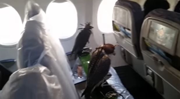 Saudi prince buys first class flight ticket for 80 falcons 4