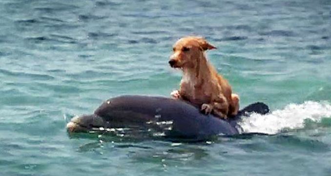 The dog was drowning in the middle of the sea but was luckily rescued by a dolphin and brought safely to shore 2