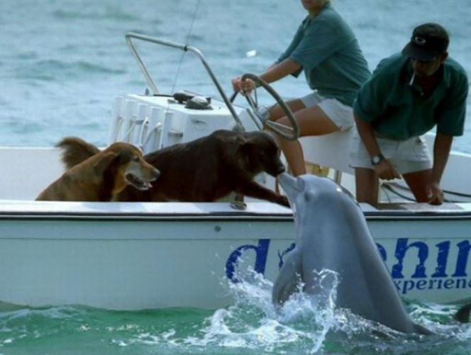 The dog was drowning in the middle of the sea but was luckily rescued by a dolphin and brought safely to shore 3