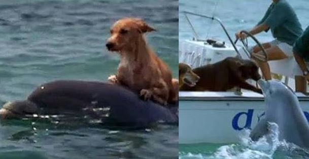 The dog was drowning in the middle of the sea but was luckily rescued by a dolphin and brought safely to shore 1